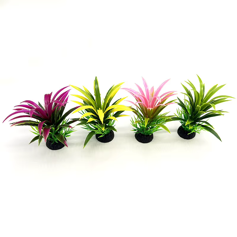 Plantes d'aquarium de petite taille