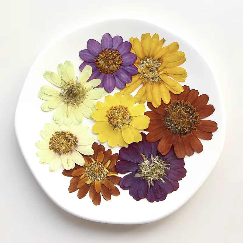 Kit d'art de fleurs pressées réelles