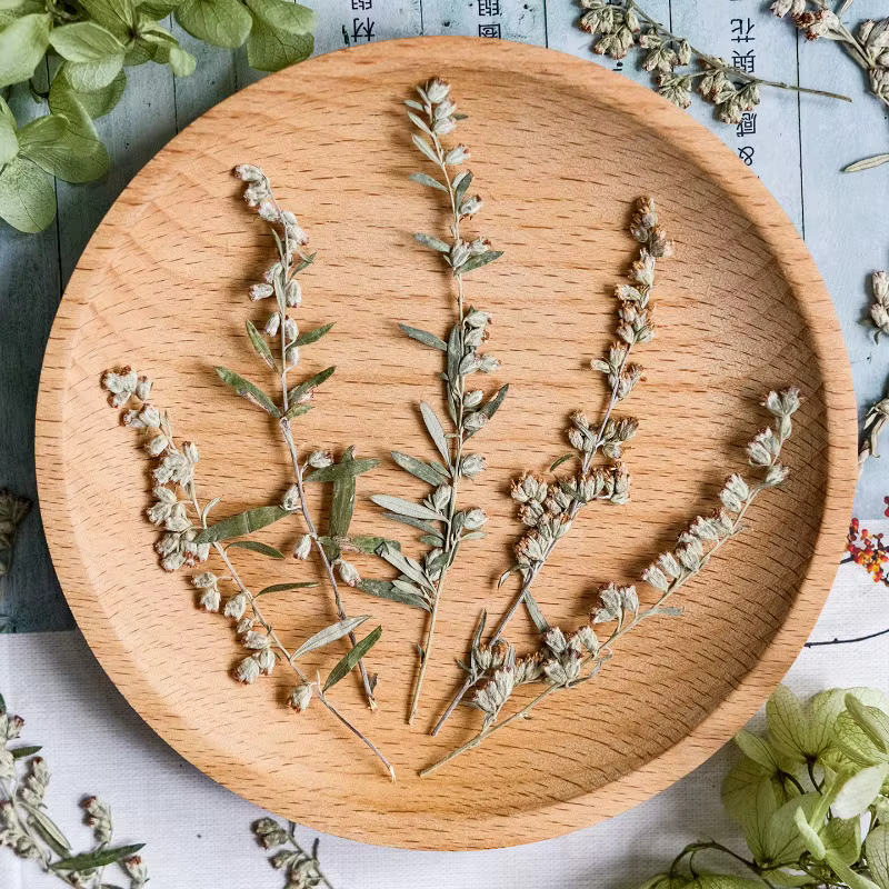 12 pièces, fleurs pressées séchées Artemisia naturelles