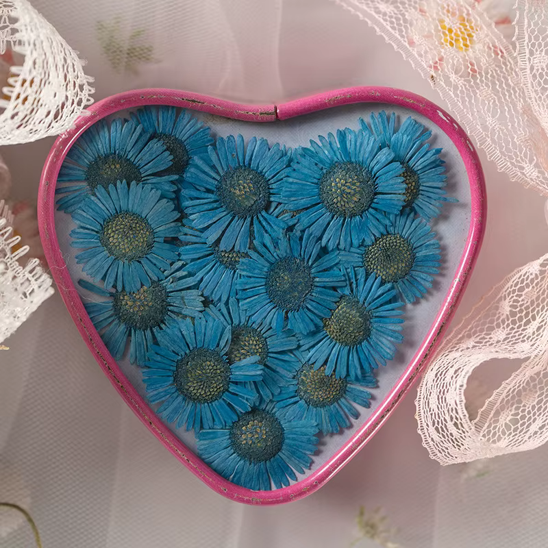 Fleurs de chrysanthème séchées pressées de 2-3 cm pour la fabrication de décorations DIY