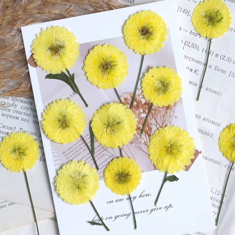 12 pièces/6-9 cm, nature Helichrysum pressé fleurs séchées bricolage bougie résine aromathérapie incrusté plante cadre Photo matériaux artisanaux