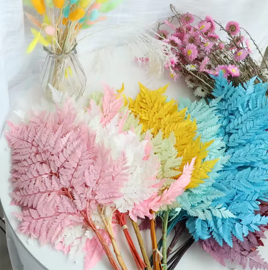 Fleurs de fougère naturelle pour la décoration intérieure