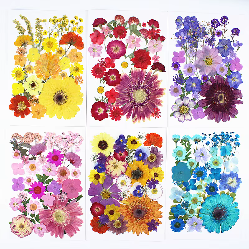 Marguerites Gerbera pressées multicolores