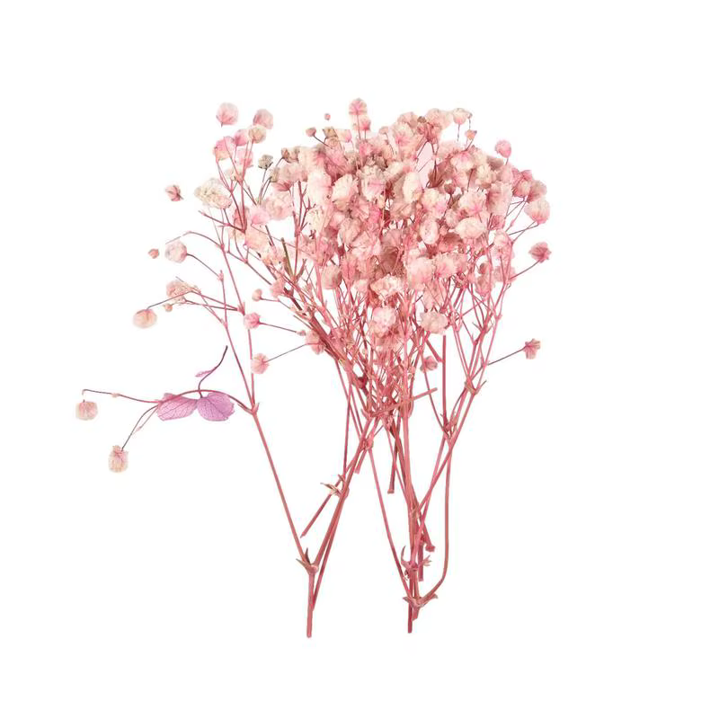 Fleurs sèches naturelles pressées