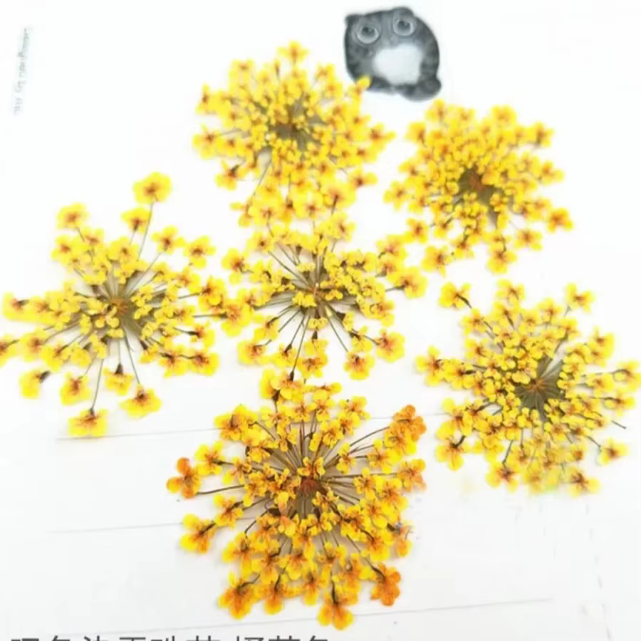 Ammi Majus – plantes à fleurs pressées et séchées