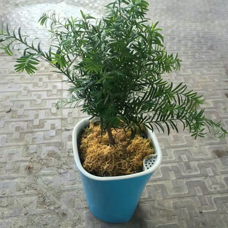 Pot d'Arrosage existent pour Plantes de Fleurs, Irrigation, user inage
