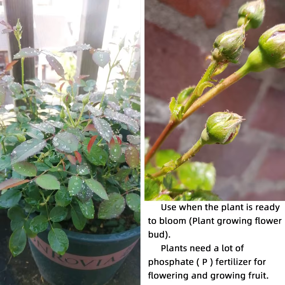 Engrais professionnels hydrosolubles pour fleurs