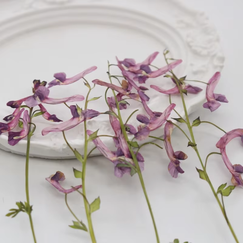 Fleurs séchées pressées de plantes sauvages naturelles pour DIY