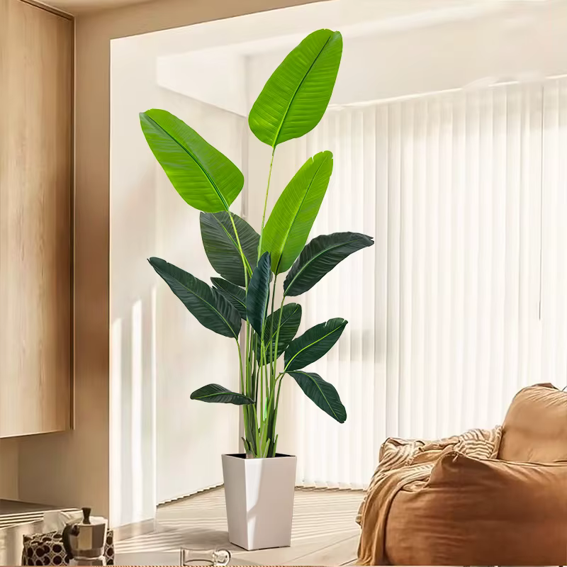 Grande plante banane tropicale de 70