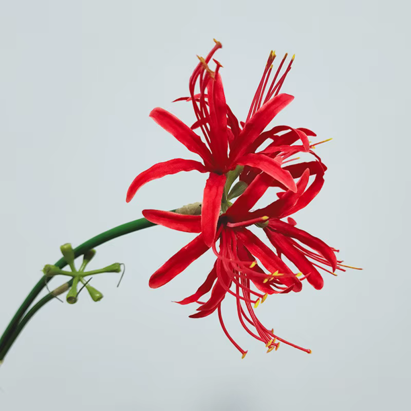 Fleurs artificielles de lys araignée rouge