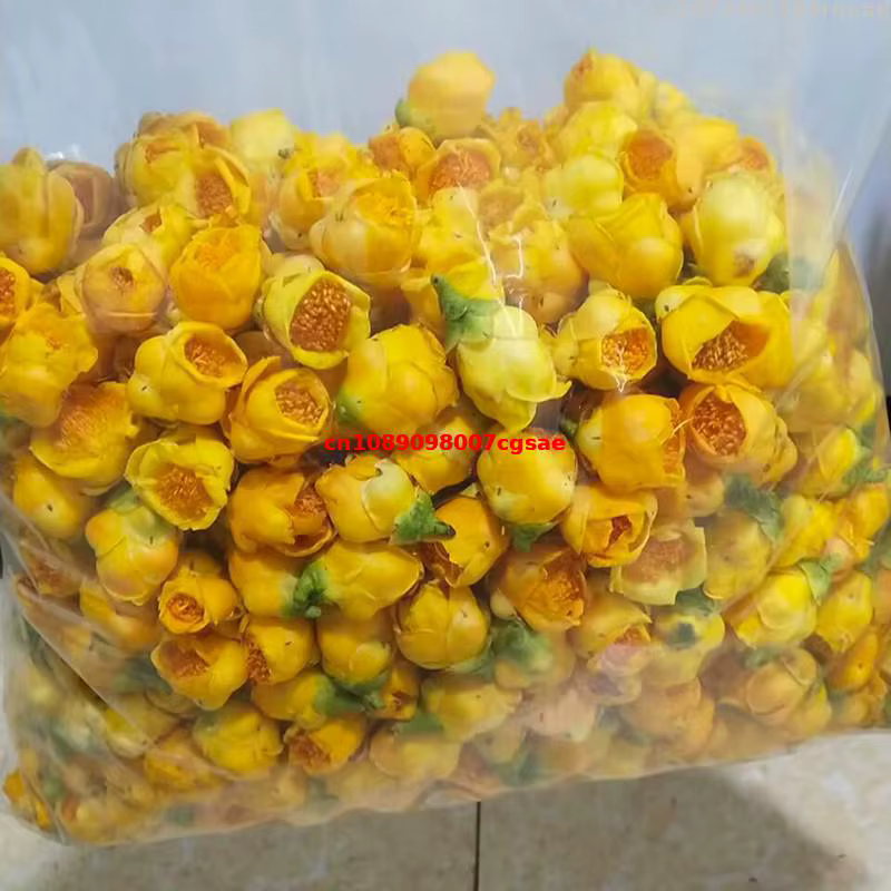 Fleur de Camélia Dorée Séchée Naturelle Petelotii (merr.) Fleurs séchées Sealy pour savon