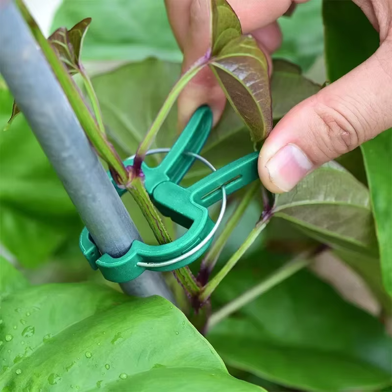 Clips fixes pour plantes réutilisables