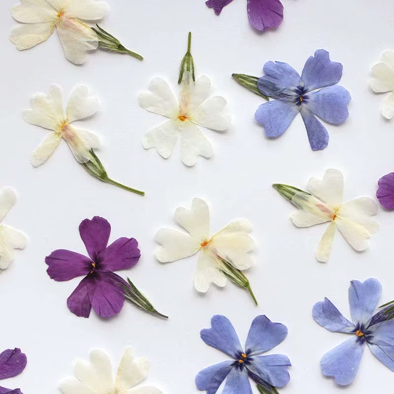 Group branche de feuilles de fleurs de Murcia séchées naturelles