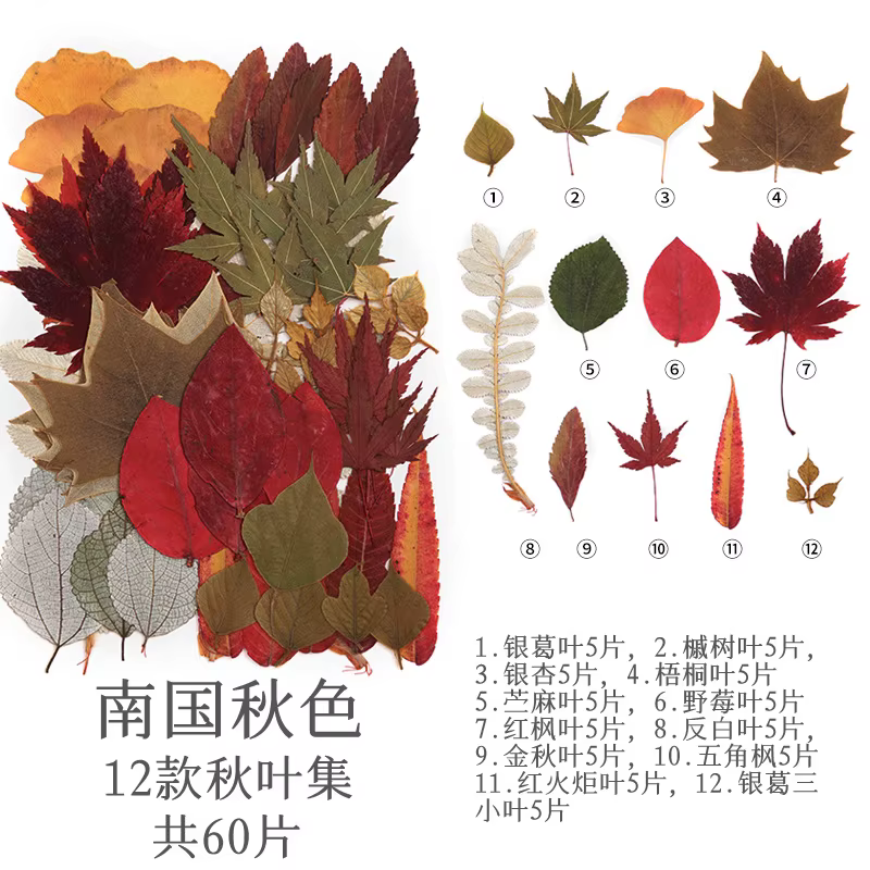 Pack de matériaux de fleurs séchées et pressées