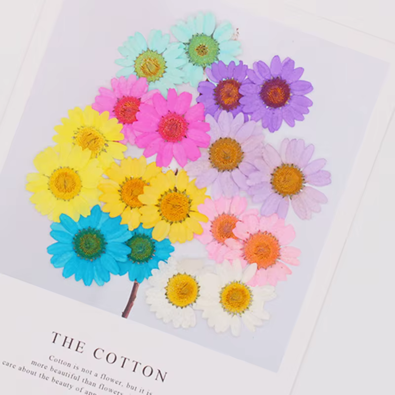 Fleur de chrysanthème aludosum séchée et pressée