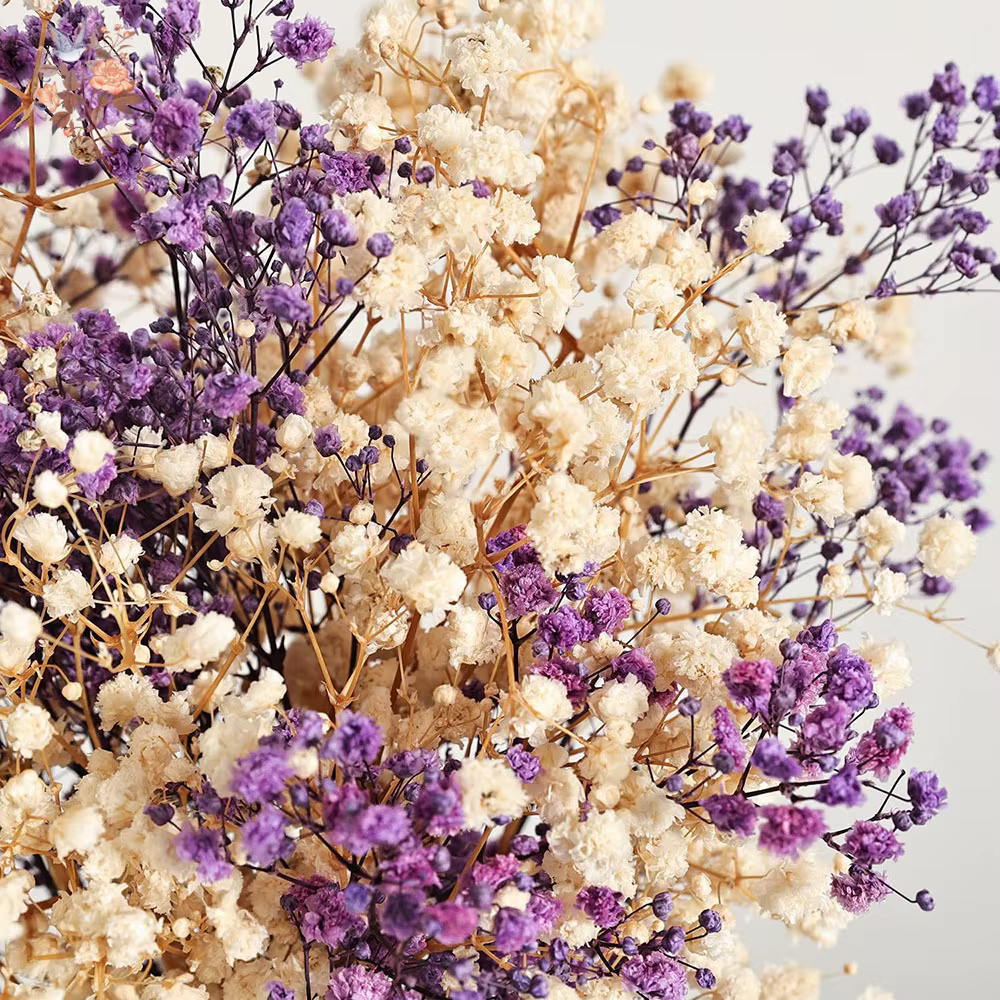 Bouquet de fleurs séchées naturelles Gypsophila (Souffle de bébé) 120g