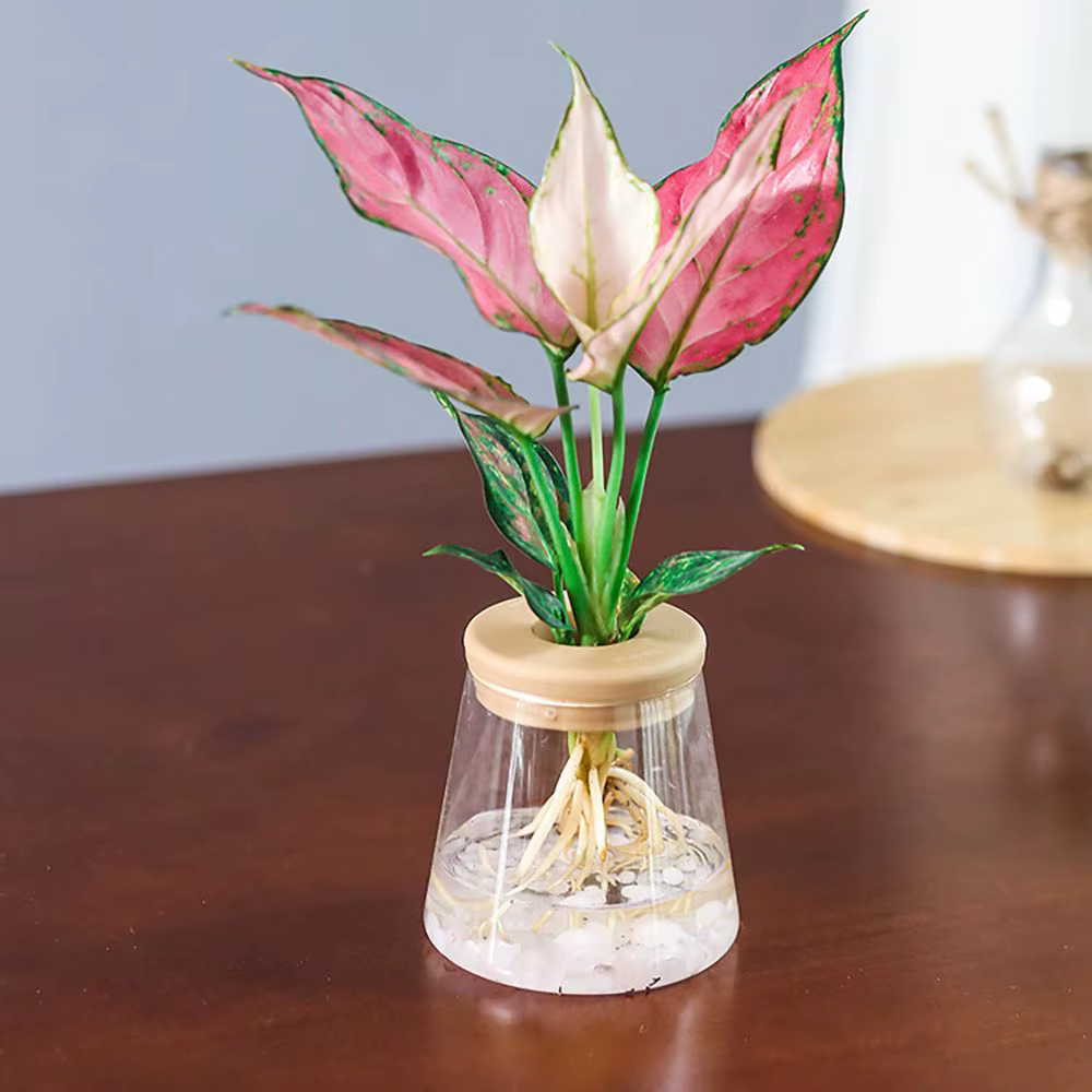 Pot de fleurs hydroponique en résine transparente imitation verre pour intérieur/extérieur