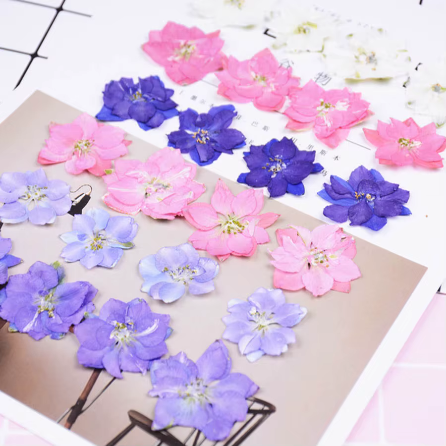 60X pressé séché naturel Consolida Ajacis fleurs plantes herbier pour bijoux coque de téléphone cadre Photo carte postale Scrapbook bricolage