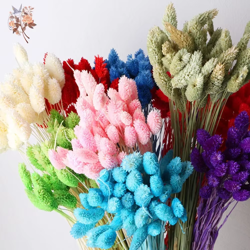 50 pièces fleurs séchées naturelles gemme herbe Phalaris plante maison salon décoration préservée bijoux