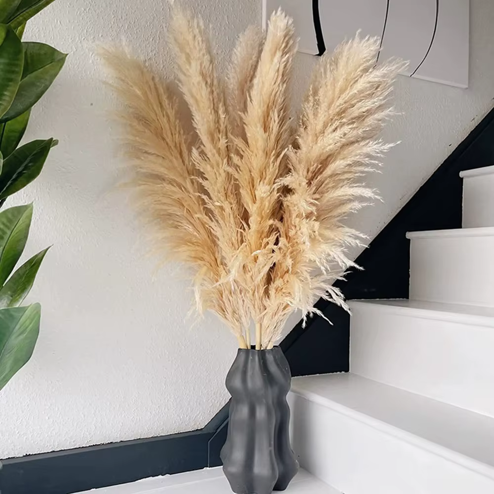 Grande herbe de Pampa moelleuse