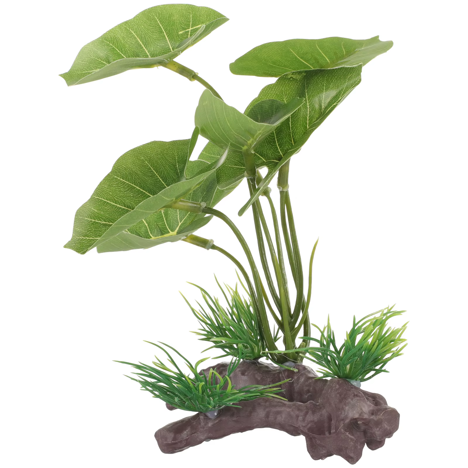 Plante pour Aquarium durable