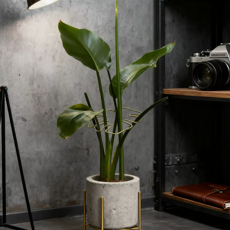 Monstera – Support de tige de plante