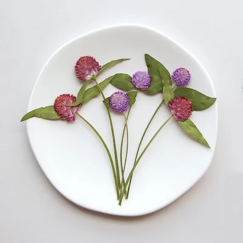 Fleurs Gomphrena séchées pressées naturelles