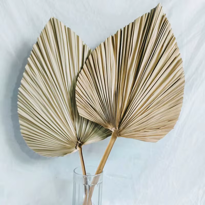 Fleurs séchées en éventail de feuilles de chat de style nordique