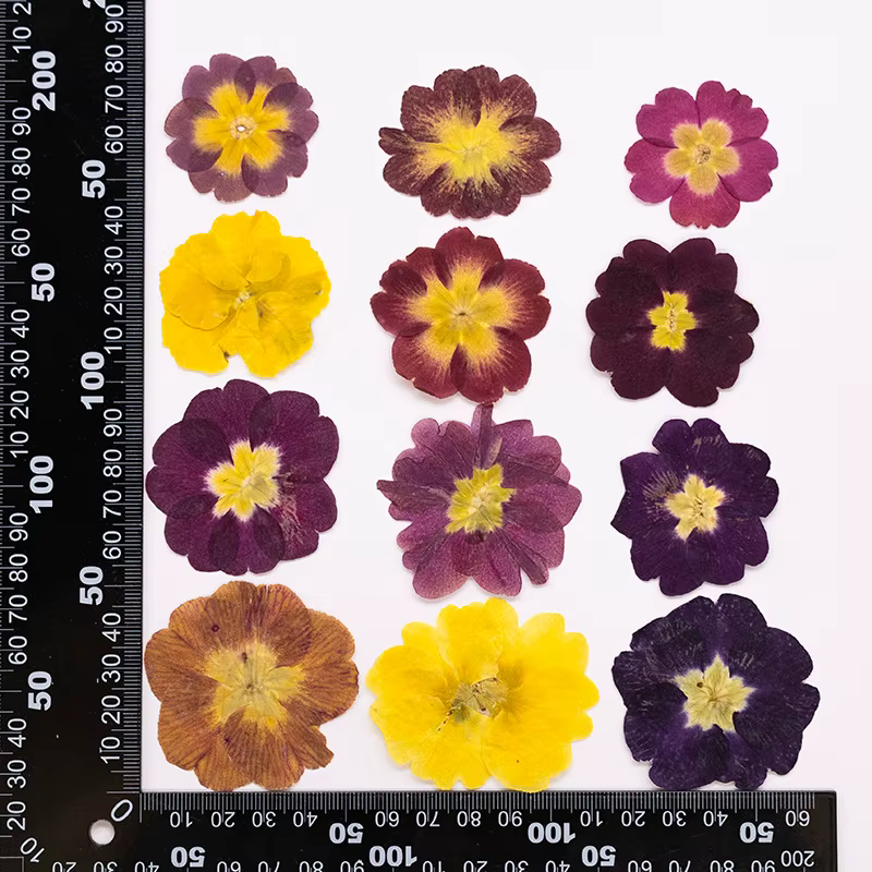 48 pièces de fleurs séchées de primrose européenne