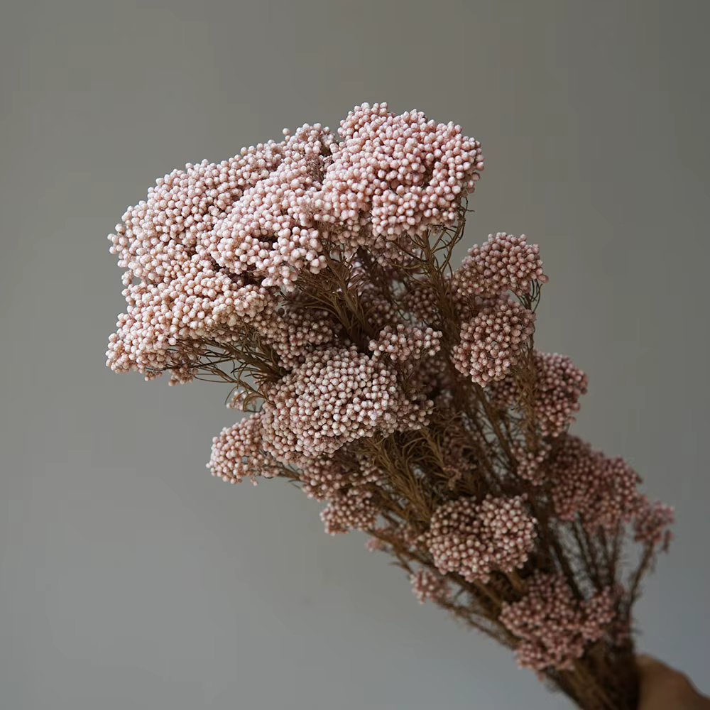 Fleur fraîche conservée 50g