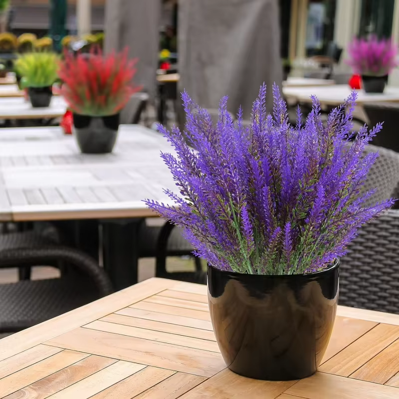 10/50 plantes sans vase