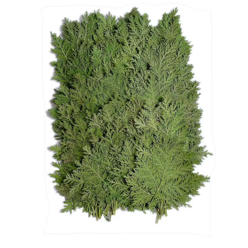 Feuilles naturelles séchées et pressées