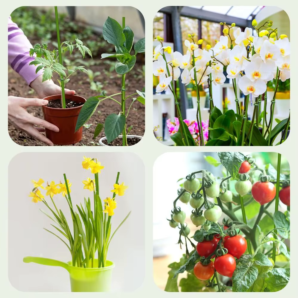 Bâtons de plantes pliables à tige unique