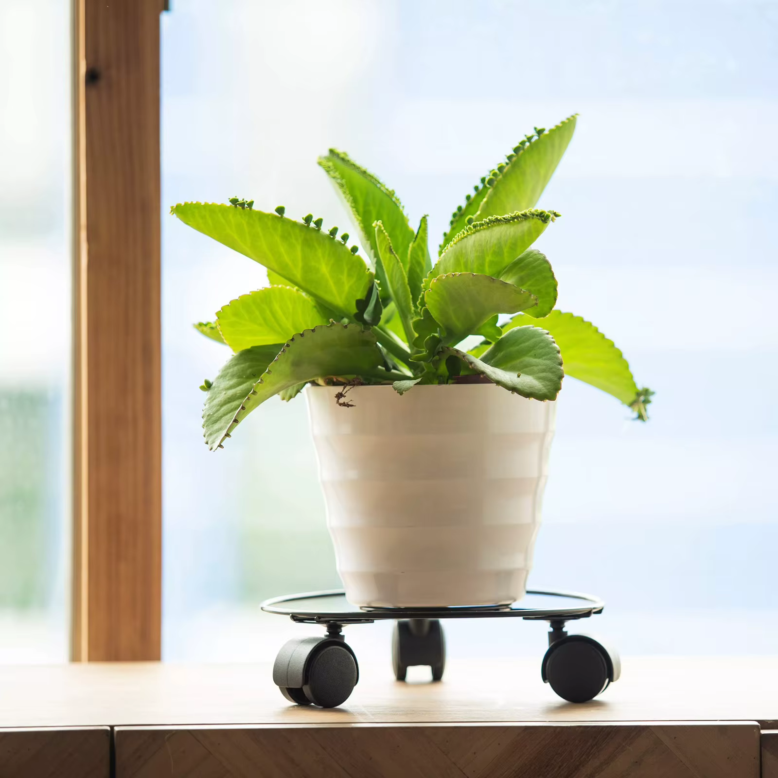 Soucoupe à plantes support