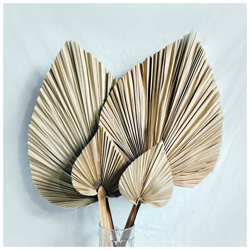 Fleurs séchées en éventail de feuilles de chat de style nordique