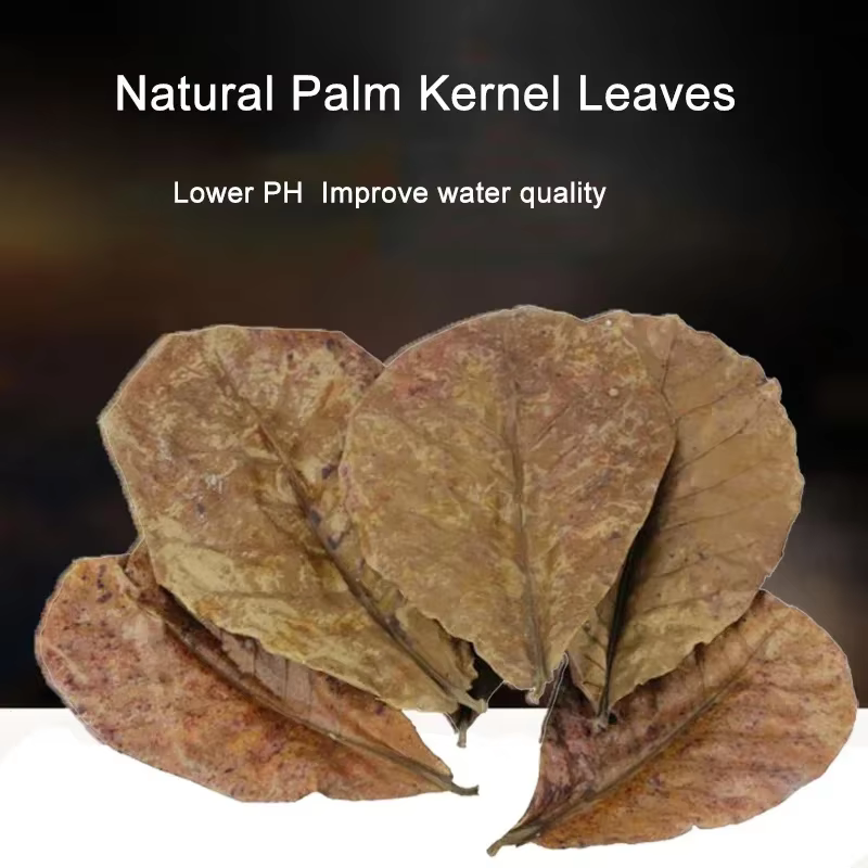 CatNordz-Feuilles naturelles politiquement pour la décoration d'aquarium