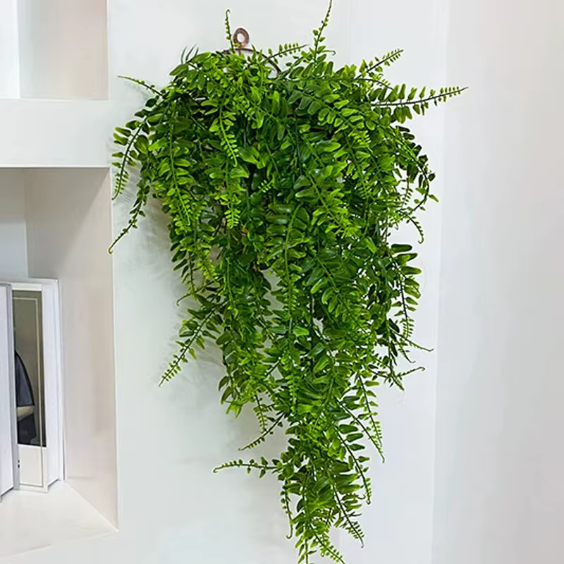 Plante persane feuilles de fougère vignes