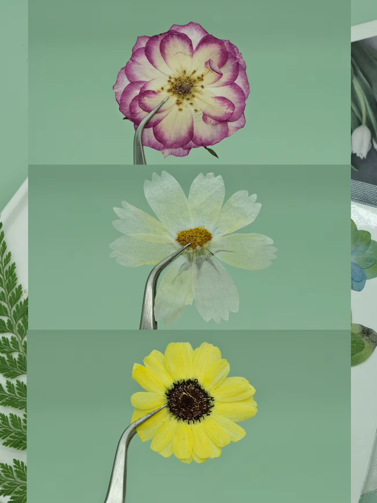 6 pièces, sac de fleurs sèches naturelles