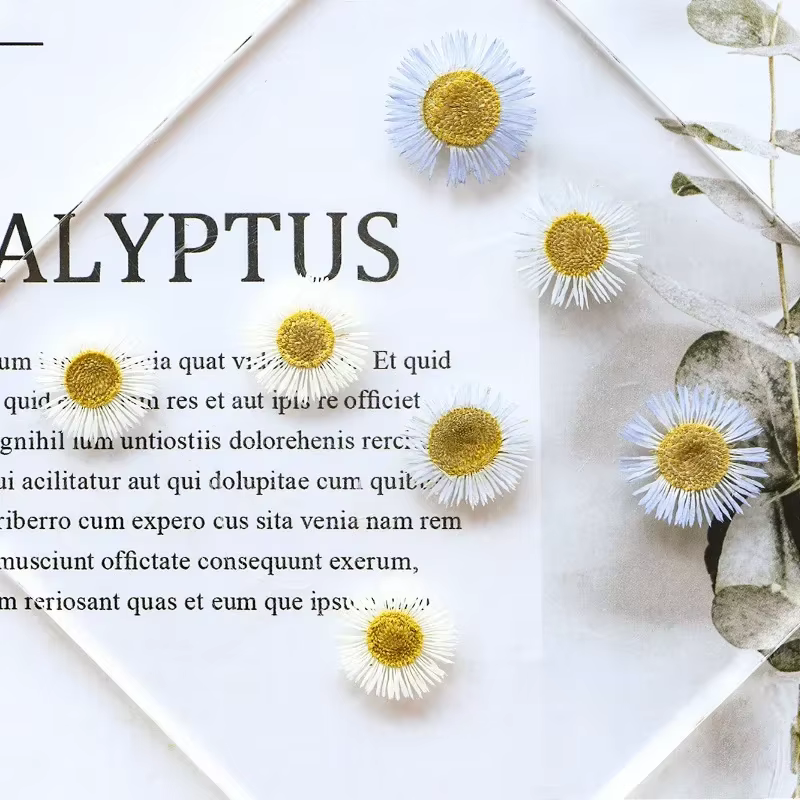 1,5-2,5 CM/12 PIÈCES, Pétales de fleurs séchées d'Erigeron annuel pressées, pour marque-pages peints à la main, cadres photo, bijoux, bougies d'aromathérapie