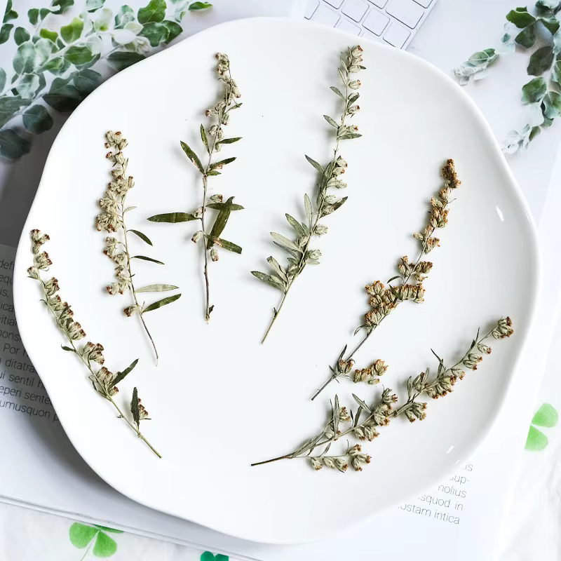 12 pièces, fleurs pressées séchées Artemisia naturelles