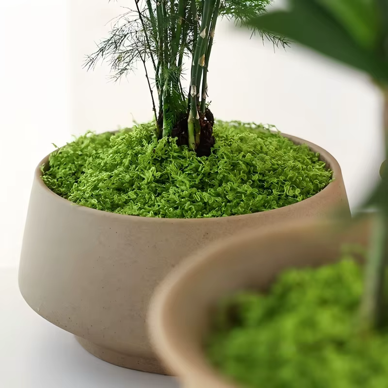 30/50/100g plantes vertes artificielles mousse herbe maison salon jardin décoration Mini paysage fausse fleur bricolage artisanat