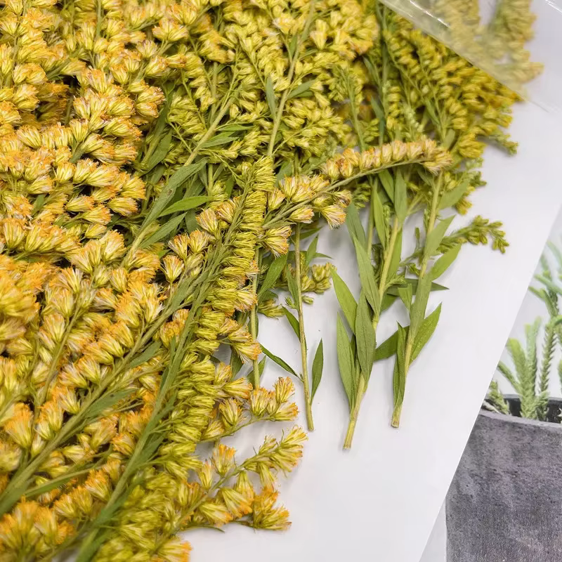 Plante en relief de fleur pressée naturelle