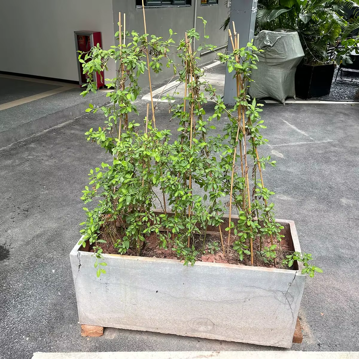Piquets de Soutien pour Plantes