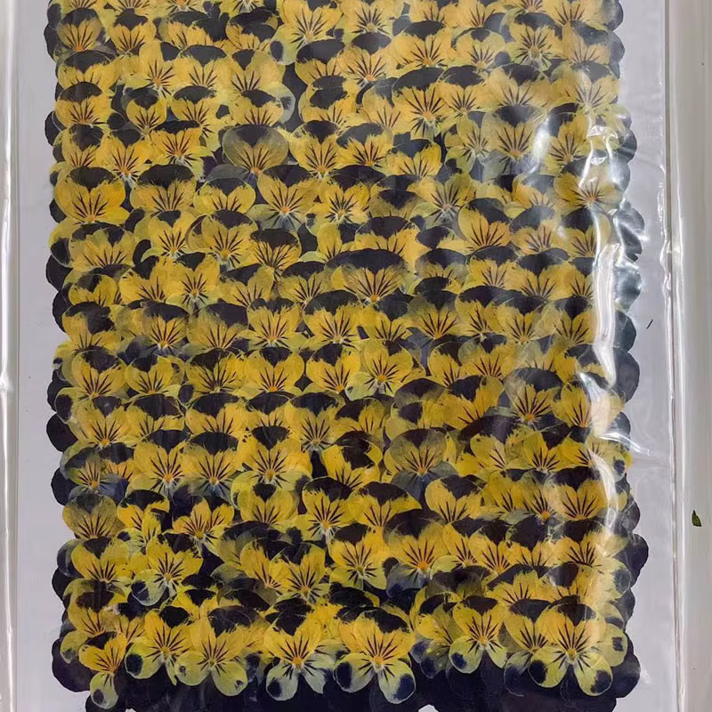 Fleurs séchées PMurcia violet et jaune