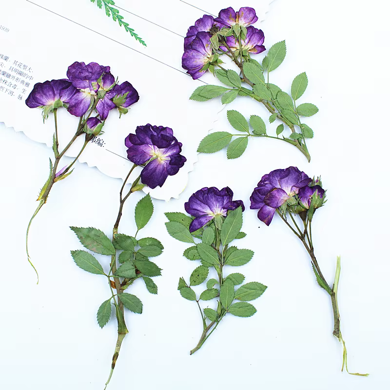 12 pièces, fleurs séchées de roses violettes pressées latéralement avec tiges