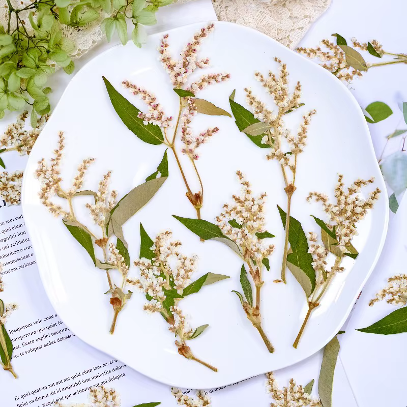 12 pièces, fleurs pressées séchées de sarrasin naturelles