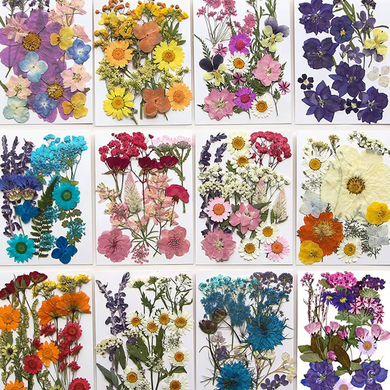 Ensemble de fleurs séchées 16-19 pièces