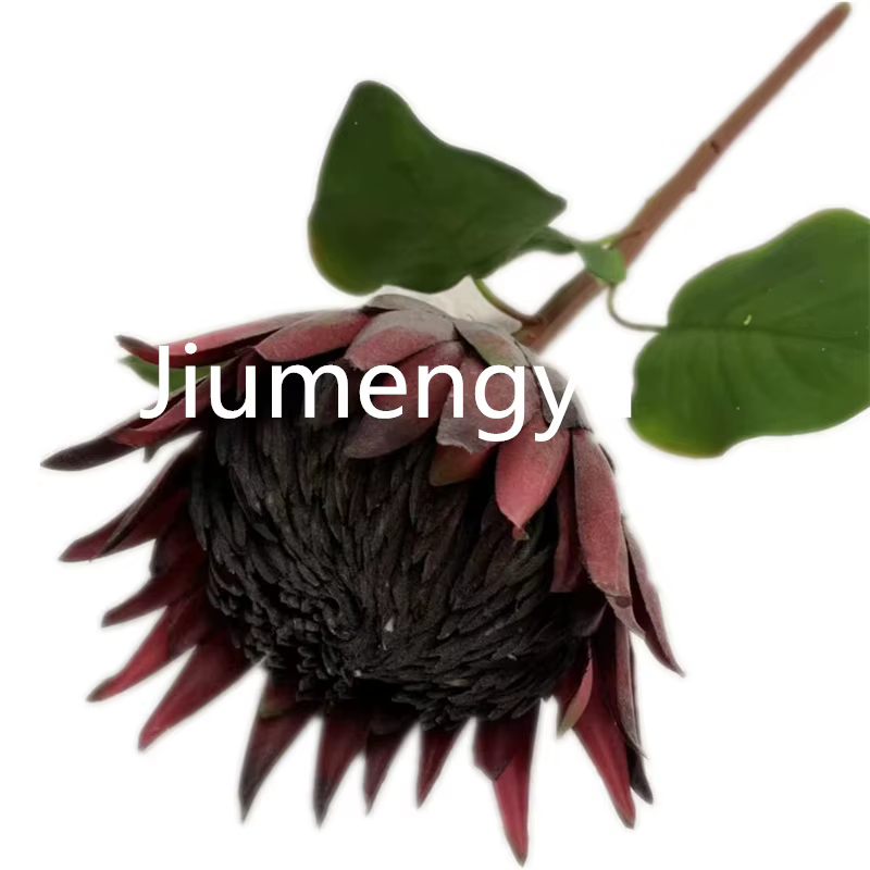 InjProtea-Branche de Fleur Artificielle de Cyovale oides