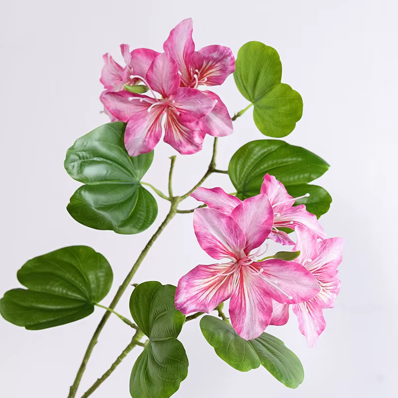 Branche de fleur Bauhinia blanche