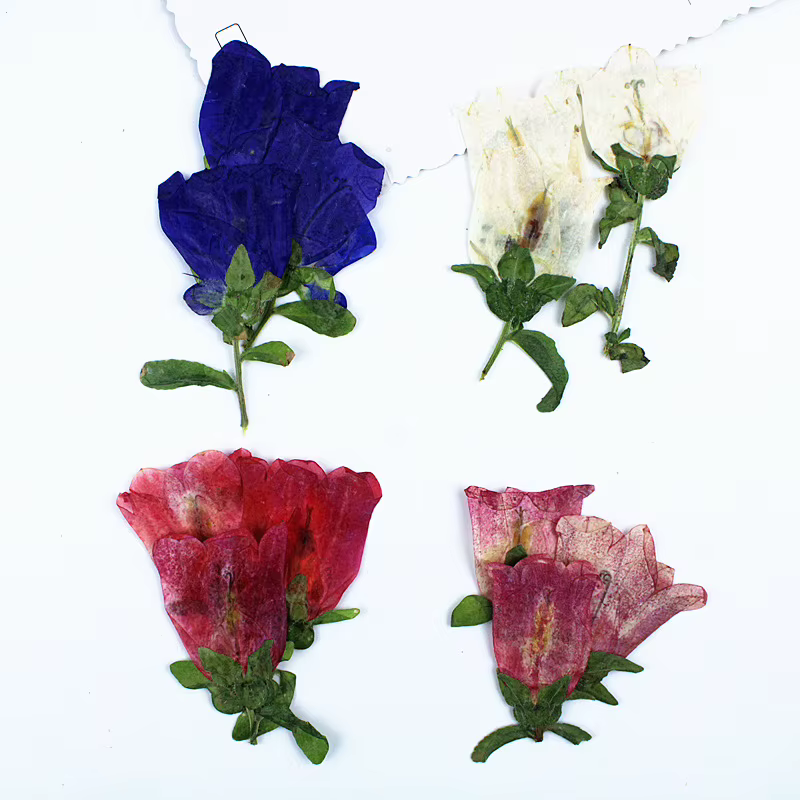 12 pièces, Kit d'artisanat de fleurs pressées séchées Campanula
